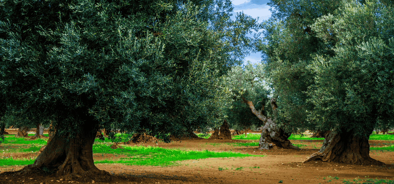 Olivicoltura pugliese leader in Italia: i dati record di Evolio Expo 2026 | Puglia.com