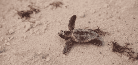 Primo nido di tartaruga Caretta Caretta in Puglia: la sorpresa a Ugento | Puglia.com