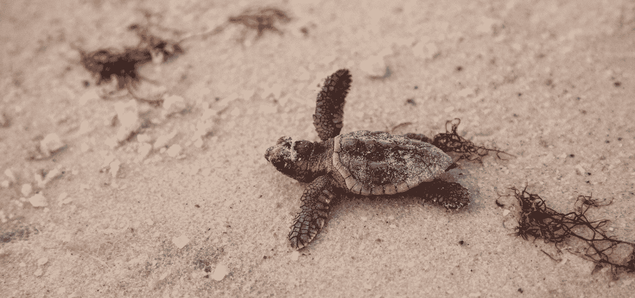 Primo nido di tartaruga Caretta Caretta in Puglia: la sorpresa a Ugento Primo nido di tartaruga Caretta Caretta in Puglia: la sorpresa a Ugento