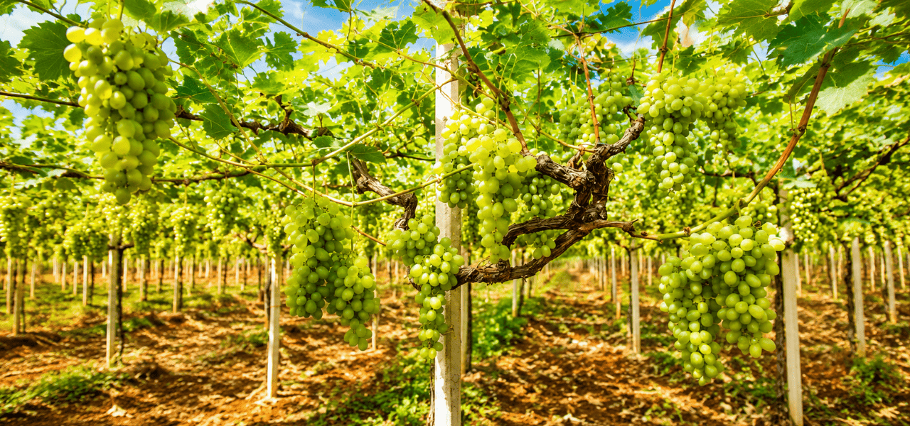 Uva da tavola pugliese: export uva italiana record, il 60% dalla Puglia | Puglia.com