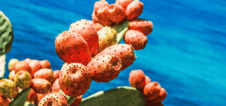 Fichi d’India pugliesi: il frutto che sa di fine estate in Salento | Puglia.com