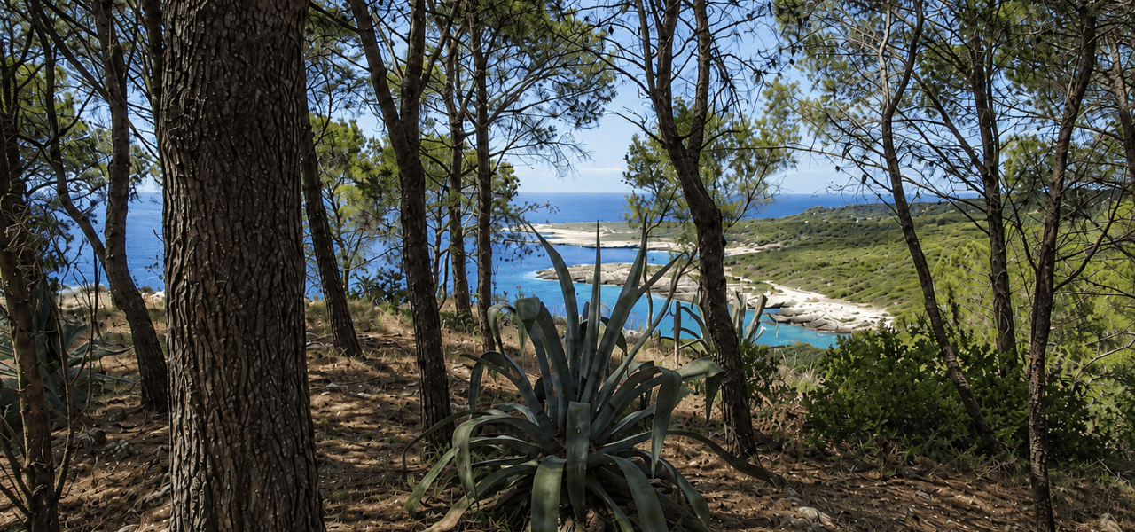 Porto Selvaggio a fine agosto: il mare dopo il bosco dalla Torre dell’Alto | Puglia.com