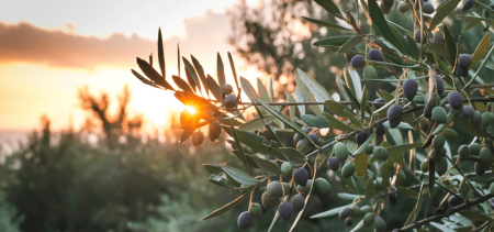 L’Oliva Alta Daunia Peranzana diventa DOP tra gusto, tradizione e oleoturismo | Puglia.com